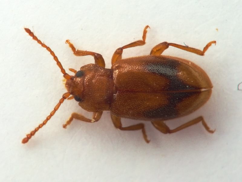 Dapsa trimaculata Motschulsky, 1835